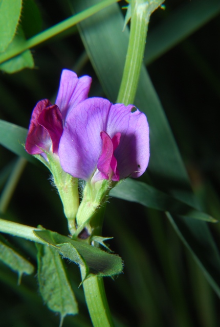 Vicia sativa sl.